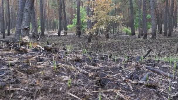 Tallskogen efter branden, brända marken, förkolnade träd — Stockvideo