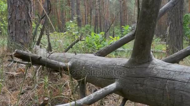 Vue paysage d'une forêt de pins, bûches tombées d'arbres secs et végétation 