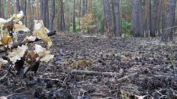 Fenyves erdő után a tűz, égett a földre, elszenesedett fák — Stock videók
