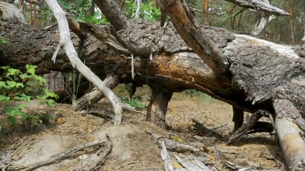 Vista paisagem de uma floresta de pinheiro, troncos caídos de árvores secas e vegetação — Vídeo de Stock