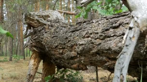 Liggande vy av en tallskog, fallit loggar av torra träd och Vegetation — Stockvideo