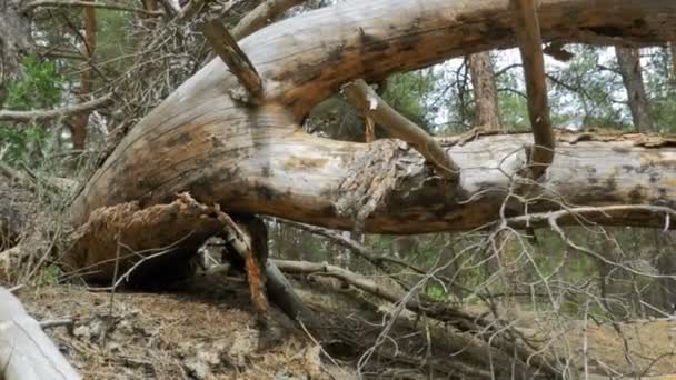 Vue paysage d'une forêt de pins, bûches tombées d'arbres secs et végétation 