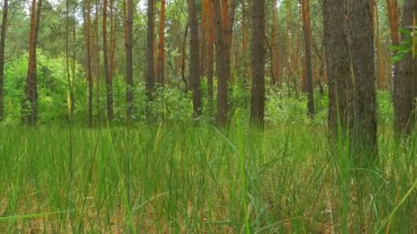 Vista paisagem de uma floresta de pinheiro, grama verde e troncos de árvore . — Vídeo de Stock