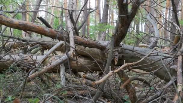 Vista paisagem de uma floresta de pinheiro, troncos caídos de árvores secas e vegetação — Vídeo de Stock