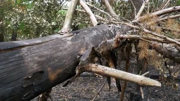 Las sosnowy, po pożarze, upadłych dzienników suche drzewa, spalony szlifowane, zwęglone drzew — Wideo stockowe