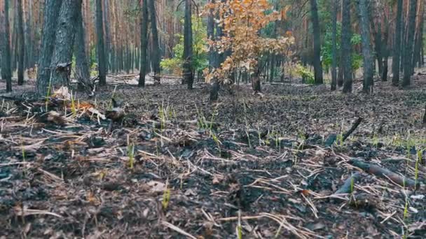 Сосновый бор после пожара, выжженная земля, обугленные деревья — стоковое видео