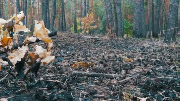Forêt de pins après le feu, Terrain brûlé, Arbres carbonisés 