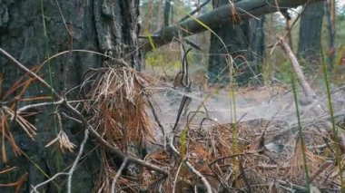 Manzaralı bir çam ormanı, düşmüş günlükleri, Kuru ağaçlar ve bitki örtüsü