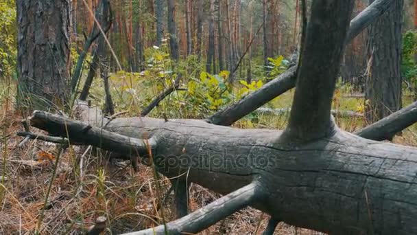 Vue paysage d'une forêt de pins, bûches tombées d'arbres secs et végétation 