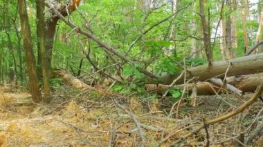 Manzaralı bir çam ormanı, düşmüş günlükleri, Kuru ağaçlar ve bitki örtüsü