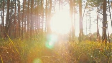 Günbatımı karşı orman