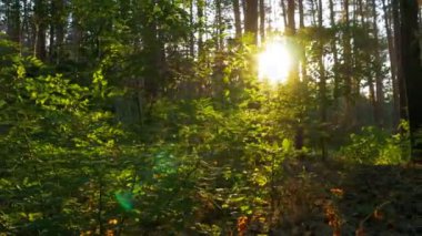 Günbatımı karşı orman