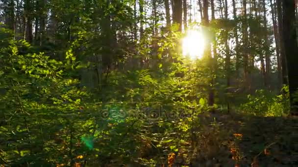 La forêt contre le coucher du soleil 