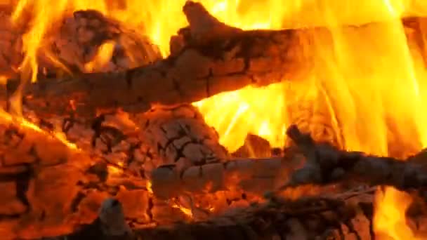 Gran fogata de las ramas queman en la noche en el bosque — Vídeos de Stock