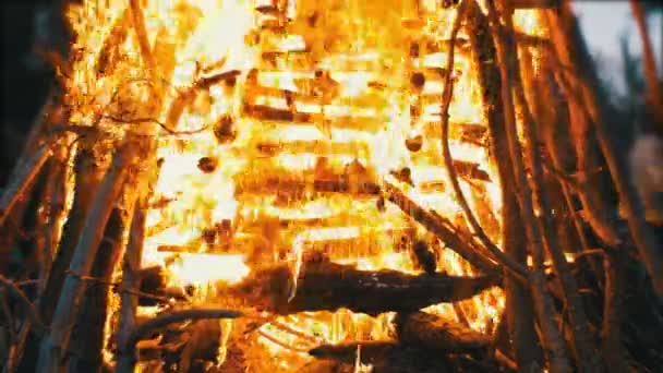 Gran fogata de las ramas queman en la noche en el bosque — Vídeo de stock