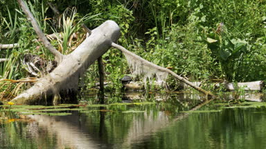 Kaplumbağaları bir günlüğüne nehir üzerinde durur. Kaplumbağa ahşap oturum rahatlatıcı