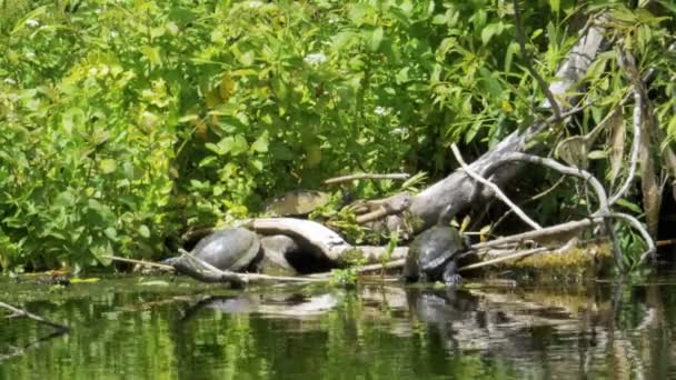Черепахи сидять на колоді в річці. Черепаха розслабляється на дерев'яному колоді — стокове відео