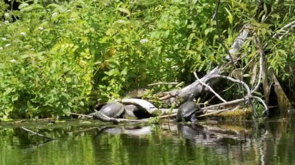 Żółwie siedzieć na dziennik w rzece. Żółw, relaksując się na drewnianych — Wideo stockowe