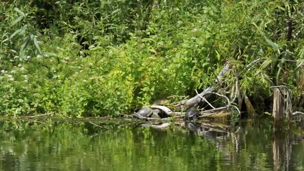 Les tortues s'assoient sur une bûche dans la rivière. Tortue relaxante sur billes de bois — Video