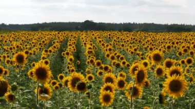 Tarladaki ayçiçekleri Rüzgarda sallanıyor