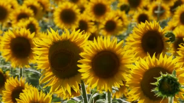 Girasoles en el campo balanceándose en el viento — Vídeos de Stock