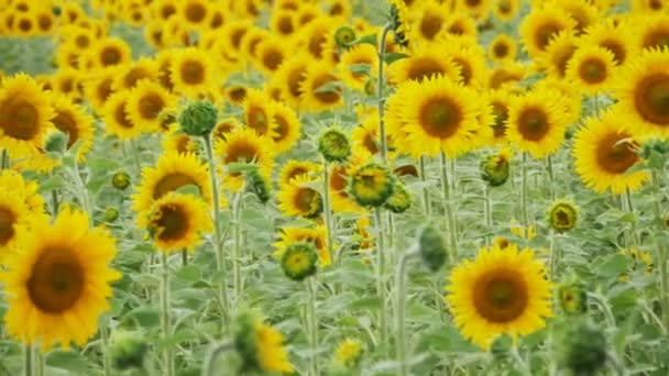 Sunflowers in the Field Swaying in the Wind. Slow Motion — Stock Video