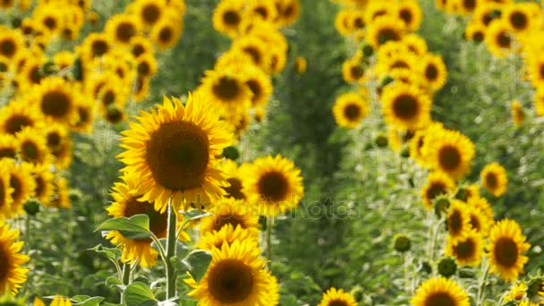 Tournesols dans le champ Balancer dans le vent
