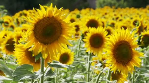 Tournesols dans le champ Balancer dans le vent
