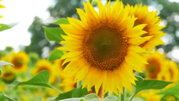 Girasoles en el campo balanceándose en el viento — Vídeo de stock