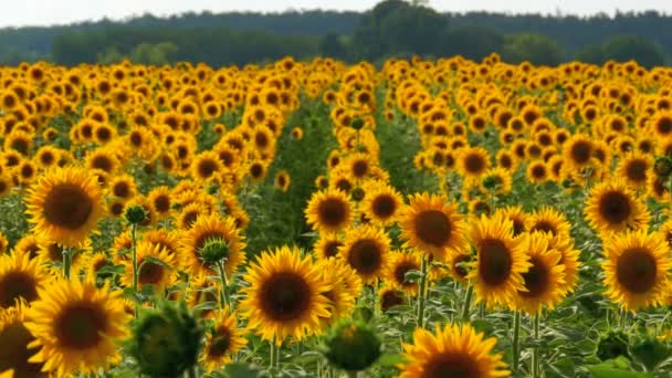 Sunflowers in the Field Swaying in the Wind — Stock Video