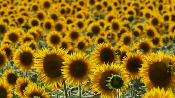 Girasoles en el campo balanceándose en el viento — Vídeos de Stock