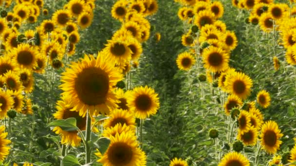 Tournesols dans le champ Balancer dans le vent