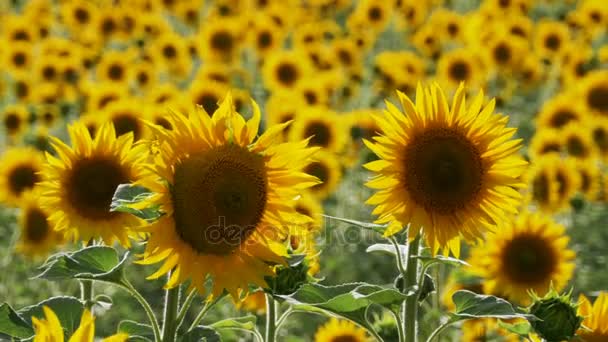 Tournesols dans le champ Balancer dans le vent