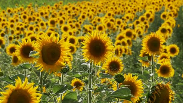 Tournesols dans le champ Balancer dans le vent