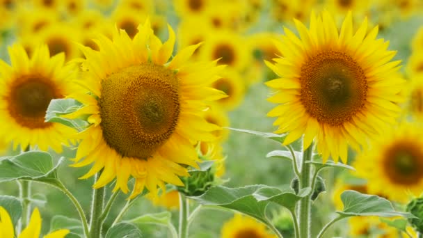 Tournesols dans le champ Balancer dans le vent