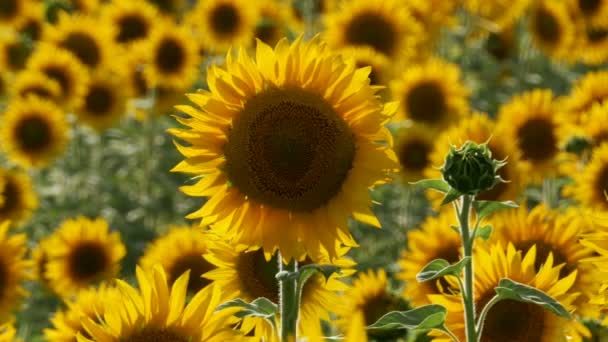 Tournesols dans le champ Balancer dans le vent