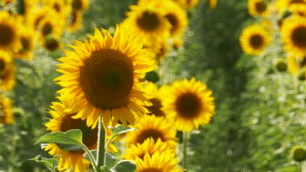 Tournesols dans le champ Balancer dans le vent