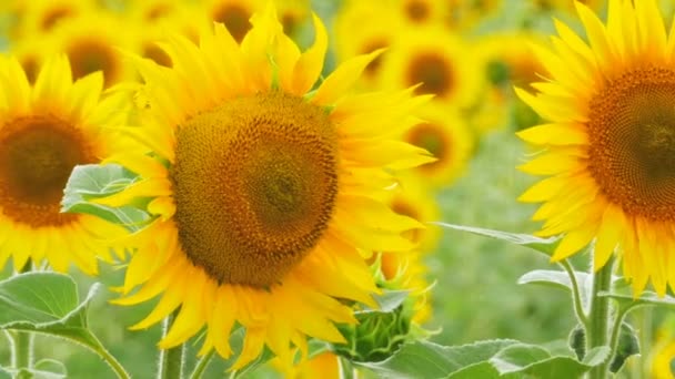 Girasoles en el campo balanceándose en el viento — Vídeo de stock