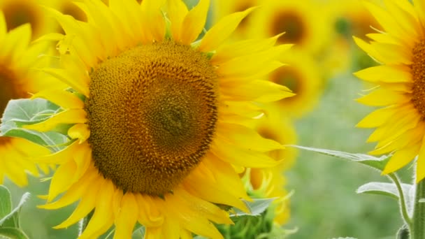Tournesols dans le champ Balancer dans le vent