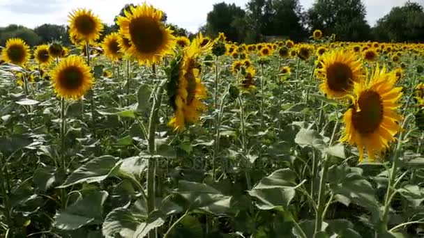 Tournesols dans le champ Balançant dans le vent. Mouvement lent 