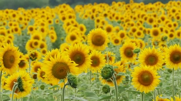 Sunflowers in the Field Swaying in the Wind. Slow Motion — Stock Video