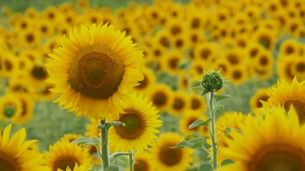 Sonnenblumen auf dem Feld wiegen sich im Wind. Zeitlupe — Stockvideo