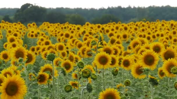 Słoneczniki w polu kołyszących się na wietrze. Zwolnionym tempie — Wideo stockowe
