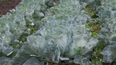 Çiftçi alanında genç lahana yetişir