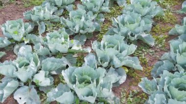 Çiftçi alanında genç lahana yetişir