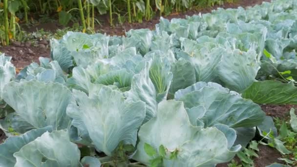 Young Cabbage Grows in the Farmer Field — Stock Video