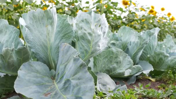 La col joven crece en el campo del granjero — Vídeos de Stock