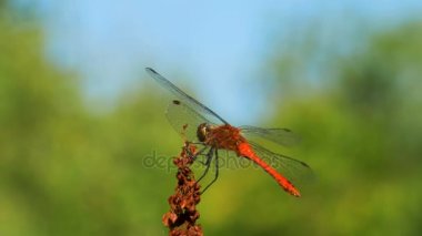Kırmızı yusufçuk dal yeşil bitkiler arka plan