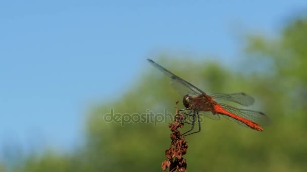 Red Dragonfly on a Branch on Green Plants Background — Stock Video
