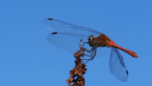 Rote Libelle auf einem Ast auf blauem Himmel Hintergrund — Stockvideo